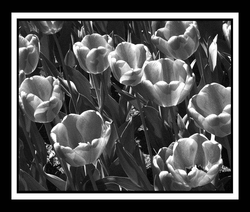 DCP_0012-bw1-matted