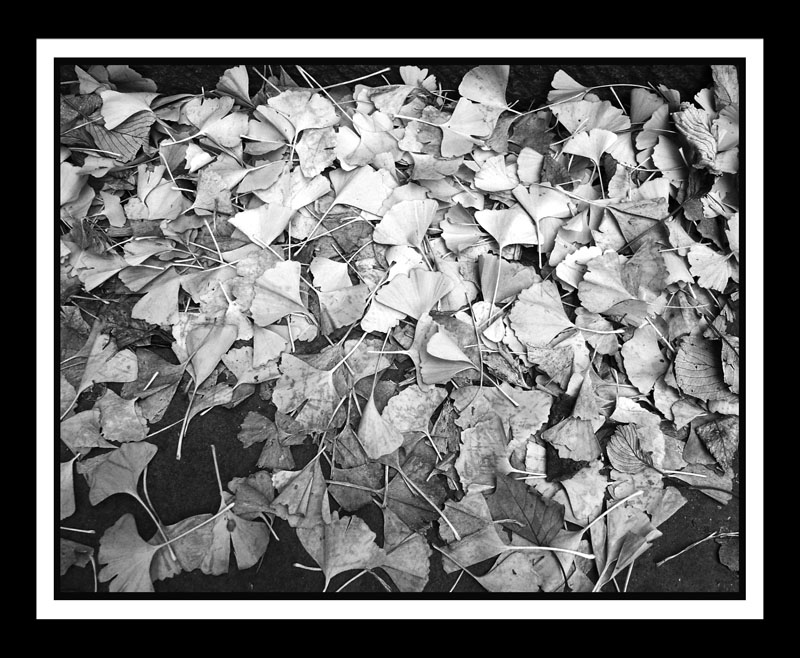 DCP_0865-BW-matted