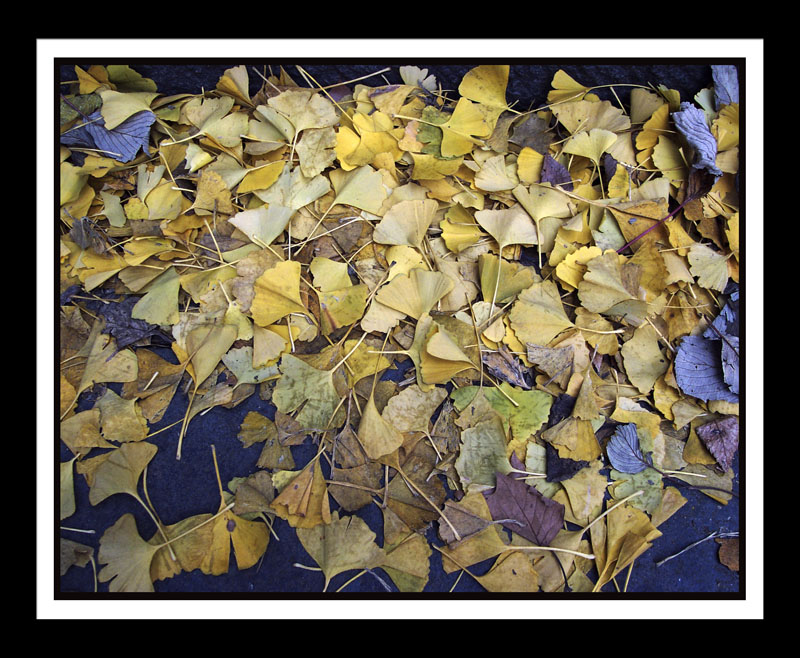DCP_0865-matted