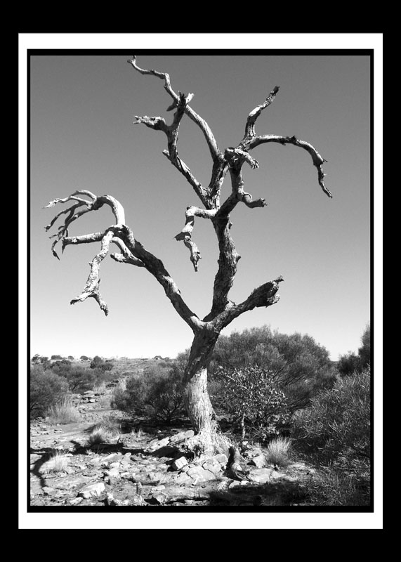 DCP_1171a-bw-matted