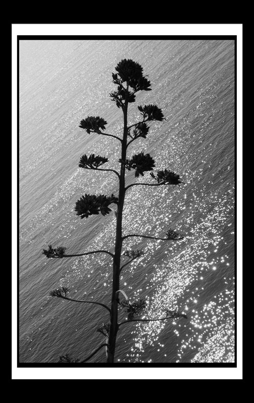 DCP_1698a-BW-matted