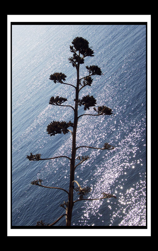 DCP_1698a-matted