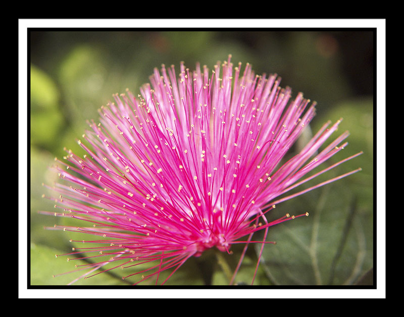 DCP_2049-matted