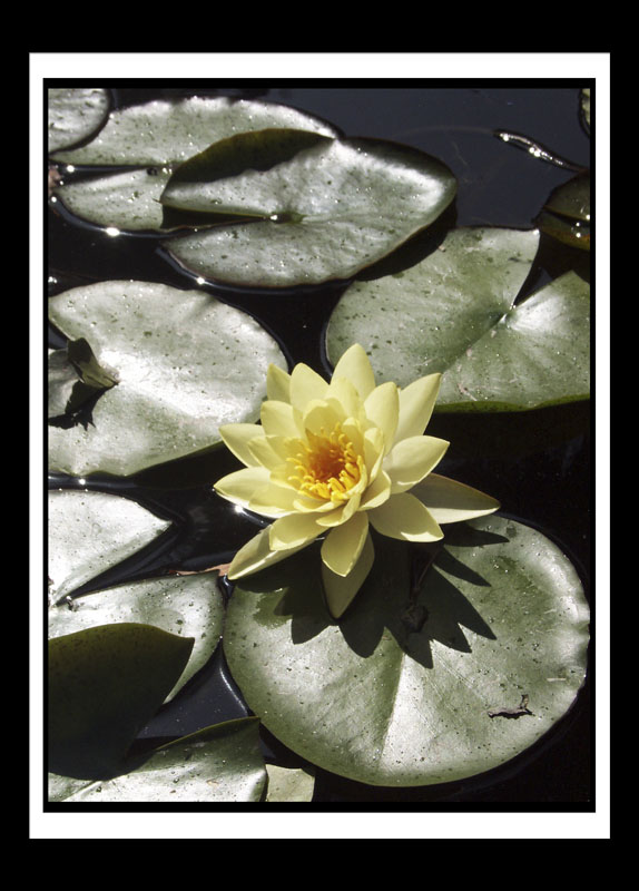 DCP_2929a-matted