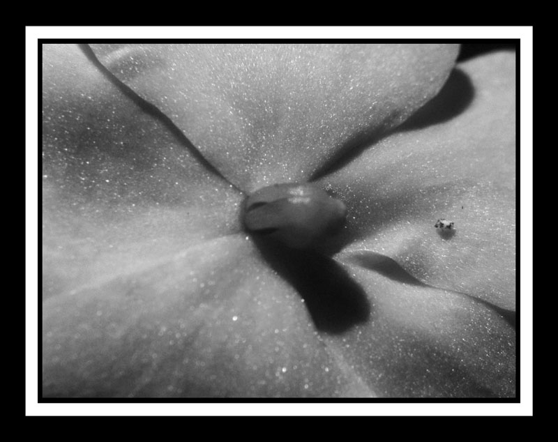 DCP_2946a-bw-matted