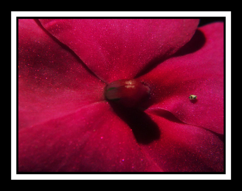 DCP_2946a-matted