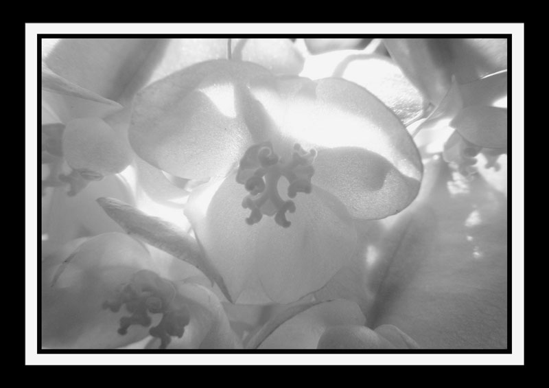 DCP_2960a-bw-matted