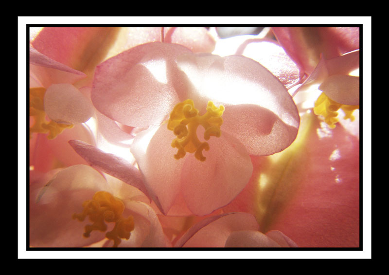 DCP_2960a-matted