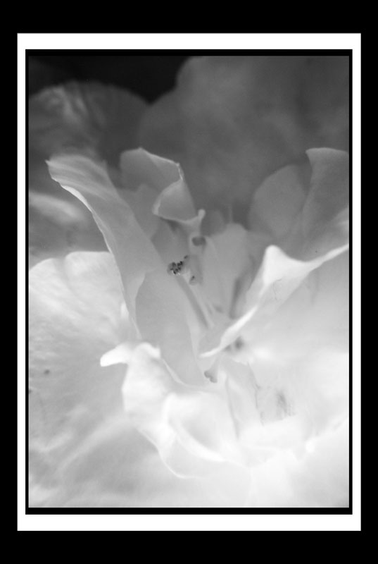 DCP_2964a-bw-matted