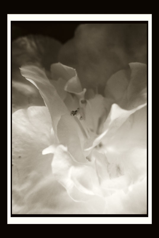 DCP_2964a-bw2-matted