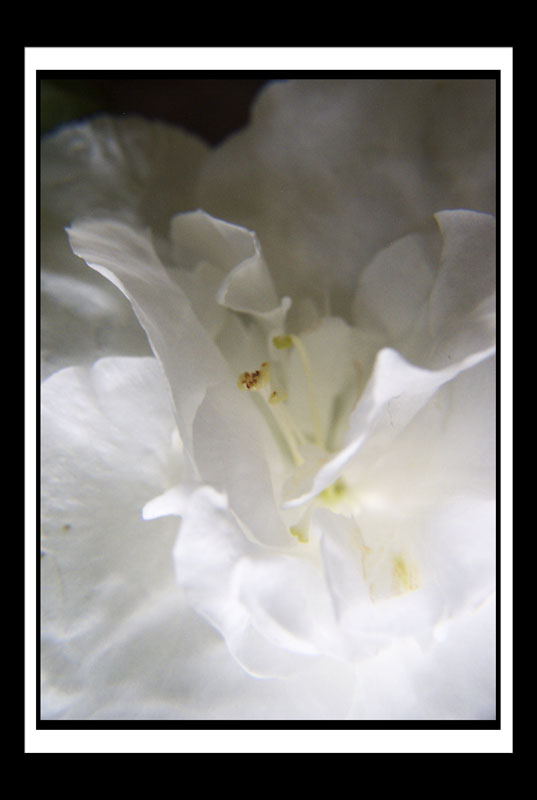 DCP_2964a-matted