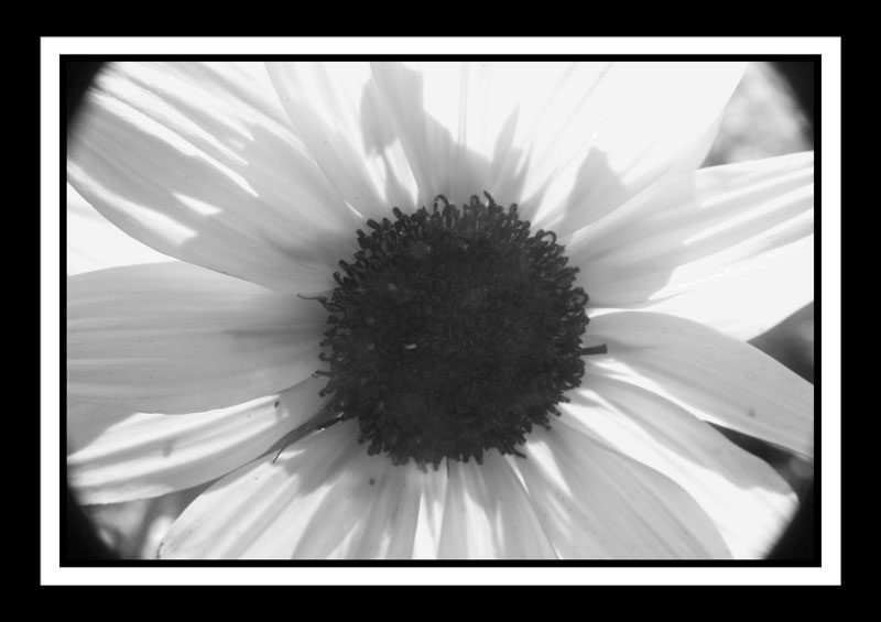 DCP_2998a-bw-matted