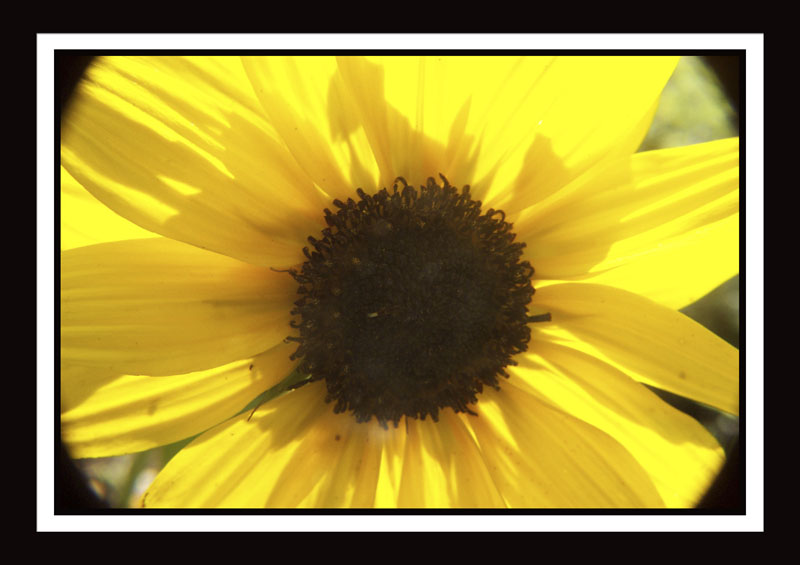 DCP_2998a-matted