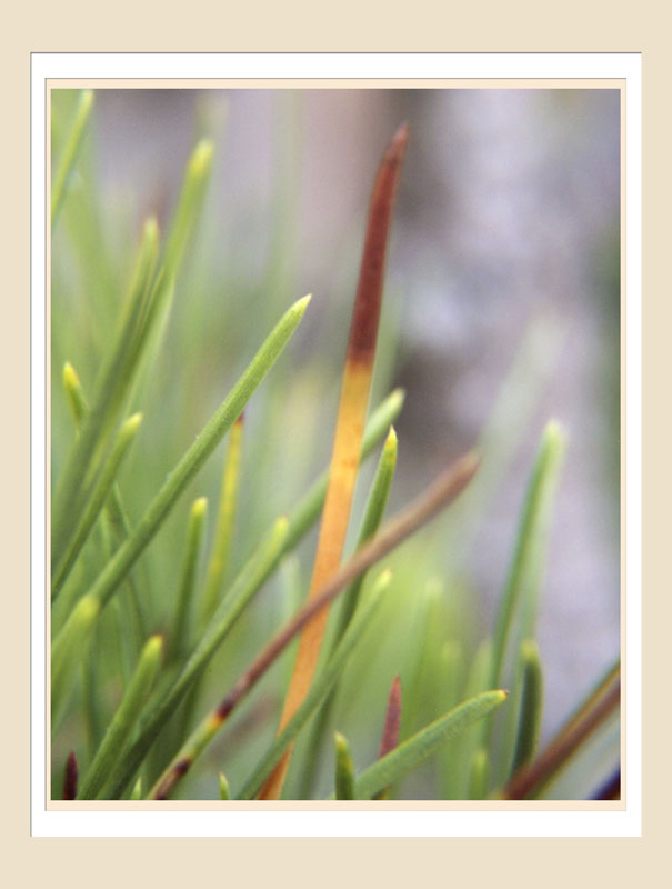 DCP_3049a-matted