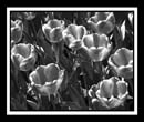 DCP_0012-bw1-matted