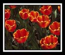 DCP_0012-matted