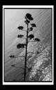 DCP_1698a-BW-matted