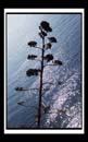 DCP_1698a-matted