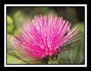 DCP_2049-matted