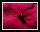 DCP_2946a-matted