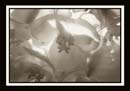 DCP_2960a-bw2-matted