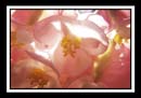 DCP_2960a-matted