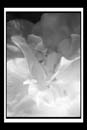 DCP_2964a-bw-matted