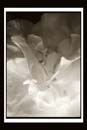 DCP_2964a-bw2-matted