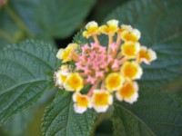 DSCN4946 