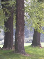 DSCN5378 