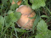 DSCN5383 
