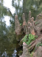 DSCN5401 