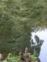 DSCN5403 
