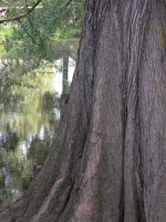 DSCN5405 