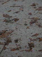 DSCN5492 